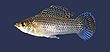 Poecilia latipinna.jpg