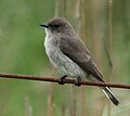 Wahlberg's Honeyguide (Prodotiscus regulus)2.jpg