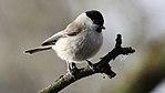 Marsh Tit (Poecile palustris) (16).JPG