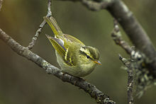 Buff-barred Warbler - Bhutan S4E0266 (19081373989).jpg