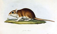 Gerbillus burtoni.jpg