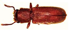 Lyctoxylon dentatum.jpg