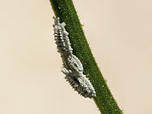 Mealybugs of flower stem, Yogyakarta, 2014-10-31.jpg