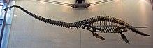 Dark gray plesiosaur skeleton hanging form a roof