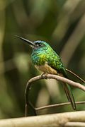 Bluish-fronted Jacamar - Manu NP 8499.jpg