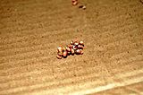 Atlas Moth EGGS.jpg