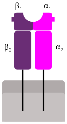 MHC Class 2.svg