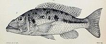 Tyrannochromis macrostoma.jpg