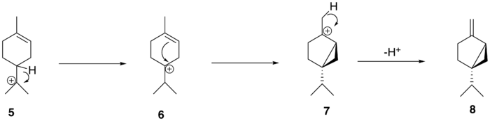 The conversion of alpha-terpinyl cation to (+)-sabinene