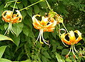 Lilium henryi Inflorescence BotGardBln0806b.jpg