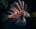 Pterois volitans Cologne Zoo 31122014 3.jpg