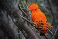 Rupicola rupicola.jpg