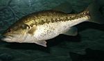 Largemouth bass fish underwater animal in natural habitat micropterus salmoides.jpg
