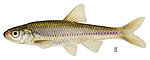 Notropis stramineus.jpg