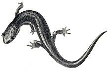 Plethodon metcalfi The biology of the amphibia (1931) (19759783564).jpg