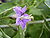 LyciumBarbarum-bloem-hr.jpg