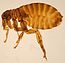 Pulex irritans female ZSM.jpg