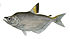 Cynopotamus argenteus.jpg