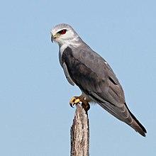 Black-shouldered kite (Elanus caeruleus caeruleus) young adult.jpg