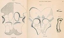 Illustrations of plated bones with holes