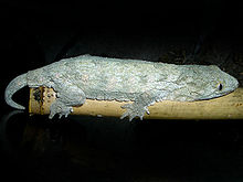 Rhacodactylus leachianus.jpg