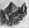 Thyroptera discifera.jpg