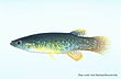 Fundulus chrysotus.jpg