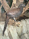 BxZ Polyplectron inopinatum 00b.jpg