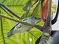 Conirostrum margaritae - Pearly-breasted conebill; Marchantaria island, Iranduba, Amazonas, Brazil.jpg