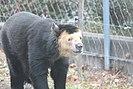 Worlds Oldest Andean Bear at the Toledo Zoo.jpg