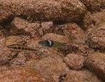 Halichoeres bivittatus - slippery dick and Thalassoma bifasciatum - bluehead wrasse - Bay of Pigs - Cuba.jpg