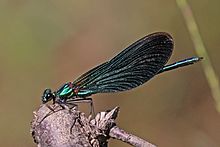 Beautiful demoiselle (Calopteryx virgo) male 3.jpg