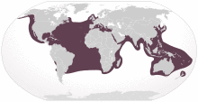 Cypron-Range Caretta caretta.svg