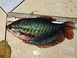Snakeskin gourami.jpg