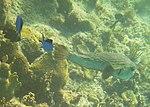 Chromis cyanea - blue chromis and Lactophrys trigonus - buffalo trunkfish - Bay of Pigs - Cuba.jpg