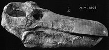 Jonkeria ingens.jpg