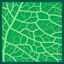 Leaf morphology reticulate.png