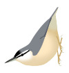SittaLedanti.svg
