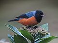 Conirostrum sitticolor - Conirrostro encapuchado - Blue-backed Conebill (8730321476).jpg