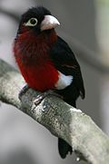Lybius bidentatus -San Diego Zoo-8a.jpg
