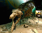 Basilosaurus skeleton.jpg