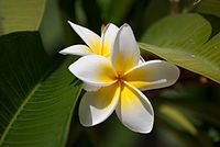 Plumeria au jardin de Bahia à Acre.jpg