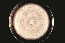Acremonium falciforme PHIL 4167 lores.jpg