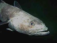 Dmawsoni Head shot.jpg