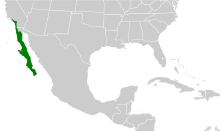 Polioptila californica map.svg