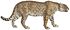 Felis onca - 1818-1842 - Print - Iconographia Zoologica - Special Collections University of Amsterdam - (white background).jpg