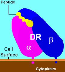 DR Illustration.PNG