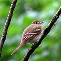 Acadian Flycatcher (Empidonax virescens) (19049375859).jpg