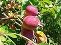 Malus prunifolia 2007-06-16 396.jpg