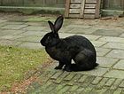 Belgische haas (konijnenras).jpg